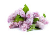 Bouquet of lilac
