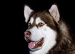 Malamute portrait