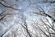 Verschneite Baumkronen im Wald Verschneite Baumkronen im Wald