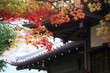 紅葉 (東京国立博物館)