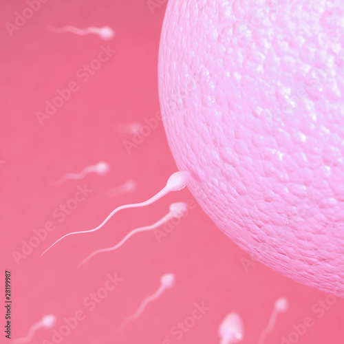 Illustration: ovule ovule