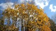 Mighty oak 1.