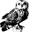 vector howlet
