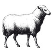mouton
