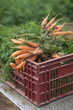 bottes de carottes fraiches sur hayon de camion