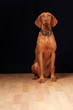 Hund - Magyar Vizsla