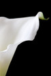 White calla