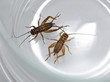 Two crickets creep in a glass mug