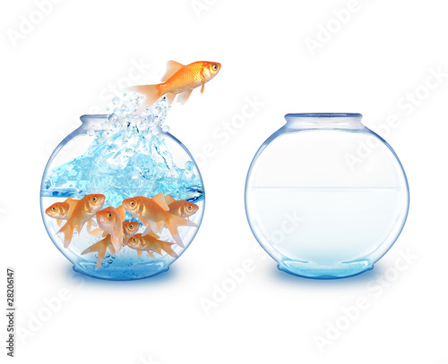 Photo: Gold Fish Jumping to Empty Bowl Gold Fish Jumping to Empty Bowl