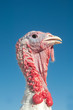 Turkey on a farm