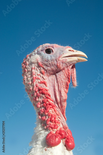 Photo: Turkey on a farm Turkey on a farm