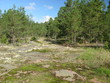 Tundra landscape