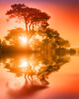Beautiful trees reflecting in lake water at sunset