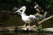 the white pelican in Zoo