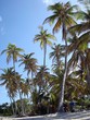 plage et cocotier