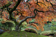 Red maple, Japanese garden