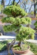 bonsai japonais