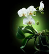 Beautiful White Orchid isolated on black Beautiful White Orchid isolated on black