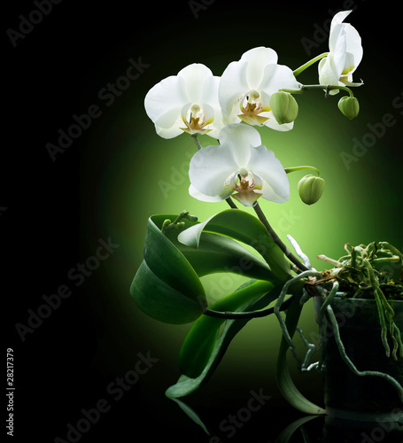 Fototapeta Beautiful White Orchid isolated on black