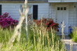 Long Grass Abandoned Cape Cod Single Family Home Maryland USA Long Grass Abandoned Cape Cod Single Family Home Maryland USA