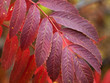 Paints of a fall.