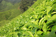 Fresh Tea Leaves -  Malaysia