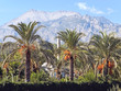 Landscape. Palm trees, a minaret on a background of mountains.