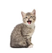 Photo: yawning kitten yawning kitten
