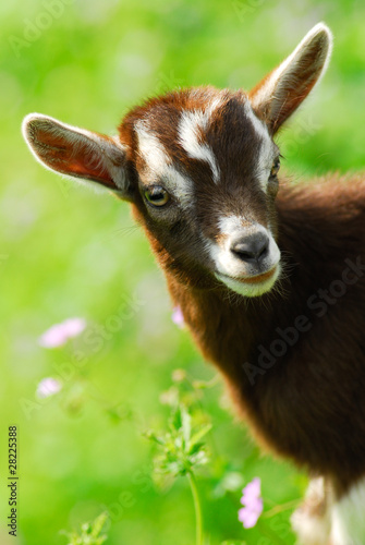 Photo: capra capra