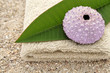 Serviette de plage, feuille de frangipanier et coquillage