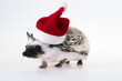 christmas hedgehog