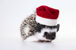 christmas hedgehog