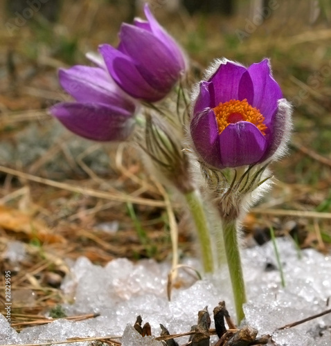 Foto: Pulsatilla patens are punched from under the snow Pulsatilla patens are punched from under the snow