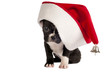 French Bulldog puppy.