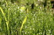 Dew on the grass