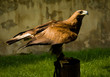Bird - hunter
