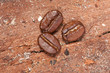 Three coffee beans on the wood Three coffee beans on the wood