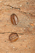 Tow close-up coffee beans Tow close-up coffee beans