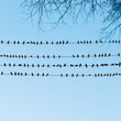Vektor: Birds sitting on wires Birds sitting on wires