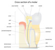 Cross section of a tooth (molar). Instructions are removable