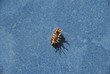beetle