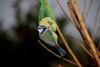 Mésange bleue Mésange bleue