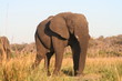Foto: Alter Elefant Alter Elefant