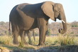 Foto: Elefant beim Fressen Elefant beim Fressen