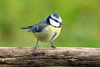 Mésange bleue