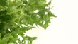 video insalata riccia