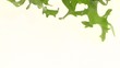 video in movimento insalata riccia