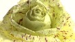 video radicchio bicolore