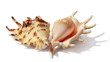 Seashells