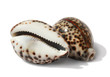 Seashells Tigris Cowrie